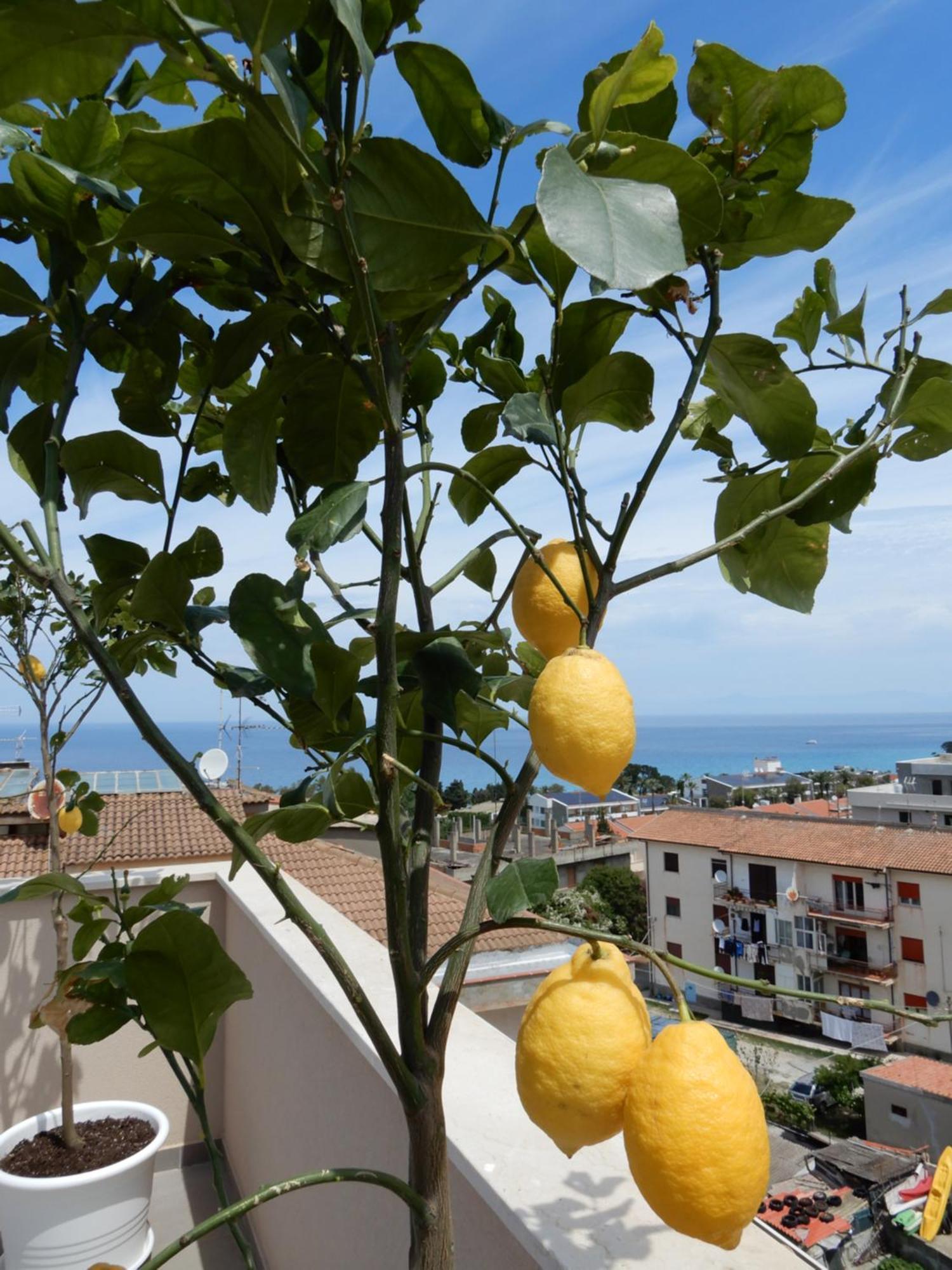 Middle Town Palace Tropea Kültér fotó